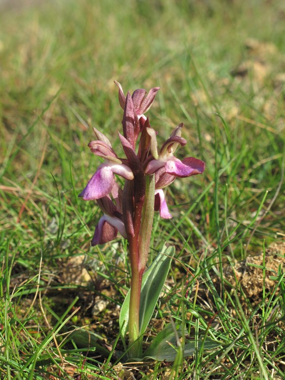 Anacamptis collina